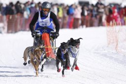 Lenk 2013